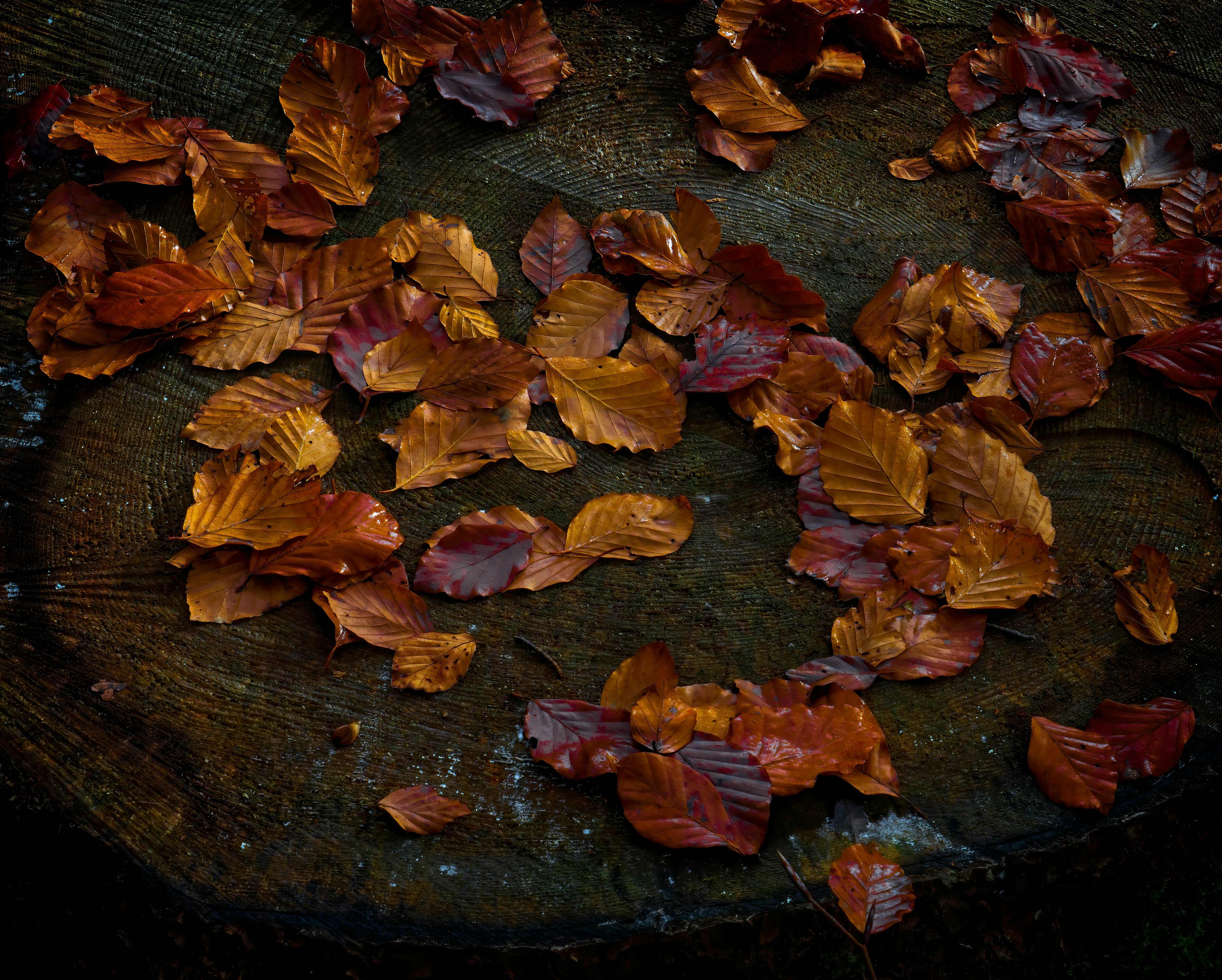 dried leaves on black surface